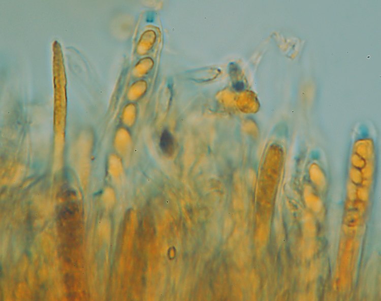 Miniera di Gambatesa32